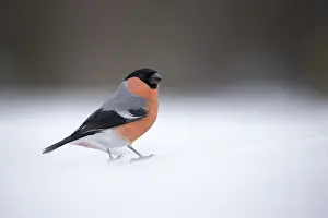 Pyrrhula: Bullfinch - male in the snow - Sweden, Europe