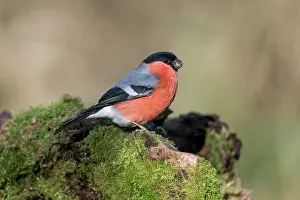Bullfinch: Bullfinch - Male - UK