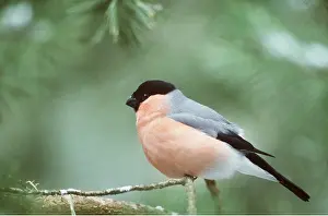 Bullfinch: BULLFINCH - ON PERCH