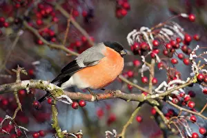Bullfinches: Bullfinch perched in a Hawthorn Tree full of berries