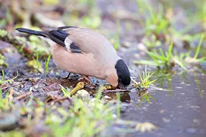 Songird: Bullfinch (Pyrrhula pyrrhula) female drinking from water