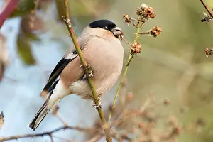 Bramble: Bullfinch (Pyrrhula pyrrhula) female feeding on blackberry (
