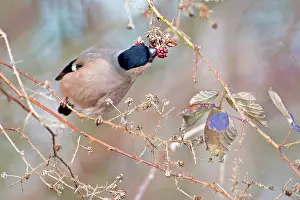 Bramble: Bullfinch (Pyrrhula pyrrhula) female feeding on blackberry (