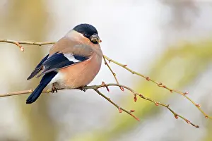 Buds: Bullfinch (Pyrrhula pyrrhula) female feeding on buds of unid