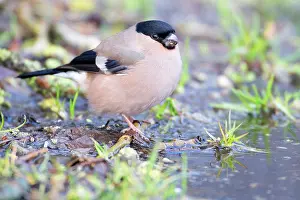 Songird: Bullfinch (Pyrrhula pyrrhula) female on the ground near rain