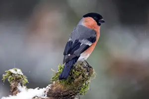 Chill: Bullfinch (Pyrrhula pyrrhula) male on a dead tree