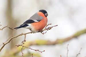 Buds: Bullfinch (Pyrrhula pyrrhula) male feeding on buds of uniden