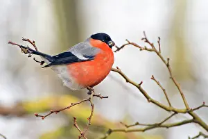 Buds: Bullfinch (Pyrrhula pyrrhula) male feeding on buds of uniden