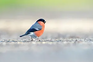 Songird: Bullfinch (Pyrrhula pyrrhula) male foraging on road
