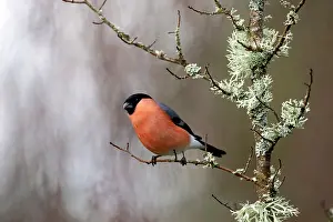 Lorraine: Bullfinch (Pyrrhula pyrrhula) Male in a shrub in