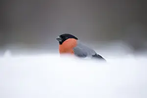 Bullfinches: Bullfinch - in snow - Sweden, Europe
