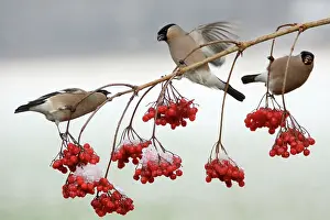 Agressive: Bullfinches - Females feeding on berries of Guelder