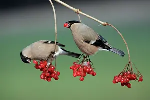 Guelder: Bullfinches - Females feeding on berries of Guelder