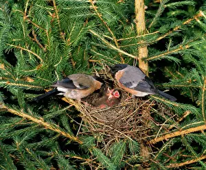 Euroepan: Bullfinches - pair at nest in fir tree