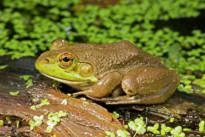 Chorus: Bullfrog
