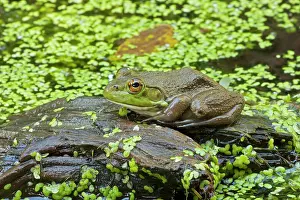 Chorus: Bullfrog