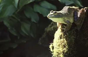 Catesbeianus: Bullfrog
