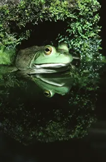 Catesbeianus: Bullfrog