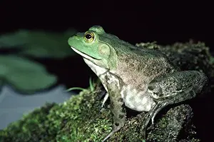 Catesbeianus: Bullfrog