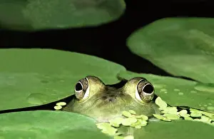 Catesbeianus: Bullfrog