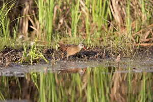 Bullfrogs: Bullfrog