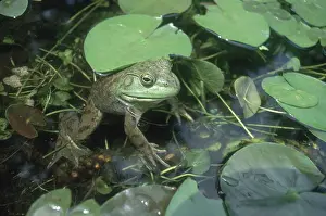 Catesbeianus: Bullfrog