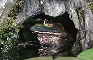 Catesbeianus: Bullfrog