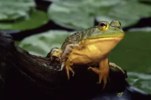 Catesbeianus: Bullfrog