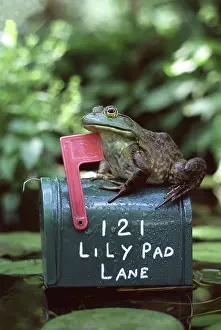 Mailboxes: Bullfrog