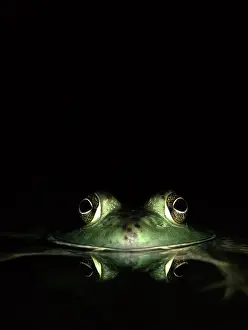 Anurans: Bullfrog