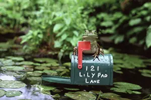 Mailboxes: Bullfrog