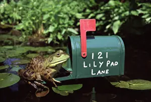 Mailboxes: Bullfrog