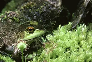 Sundew: Bullfrog