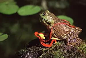 Bullfrogs: Bullfrog