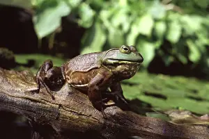 Bullfrogs: Bullfrog