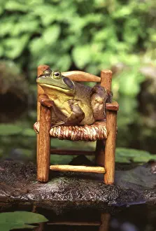 Bullfrogs: Bullfrog