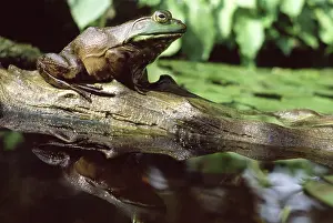 Bullfrogs: Bullfrog