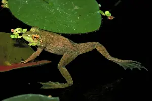 Bullfrogs: Bullfrog