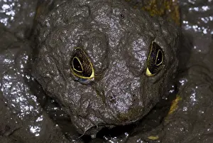 Buried: Bullfrog