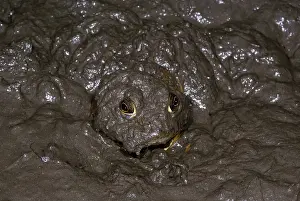 Buried: Bullfrog