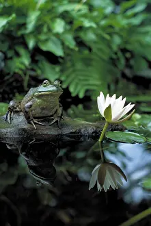 Bullfrogs: Bullfrog