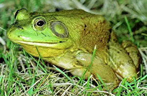 Bullfrogs: Bullfrog