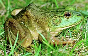Bullfrogs: Bullfrog