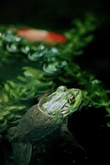 Catesbeiana: Bullfrog