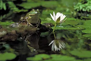 Bullfrogs: Bullfrog