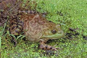 Duckweed: Bullfrog