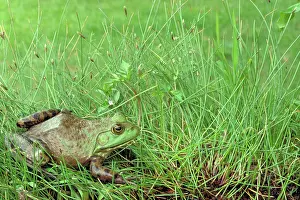 Blooded: Bullfrog