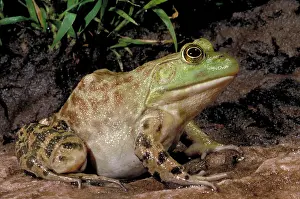 Blooded: Bullfrog