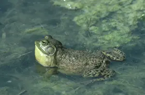 Croaking: Bullfrog Croaking