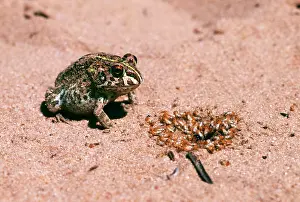 Adspersus: Bullfrog - Eating termites